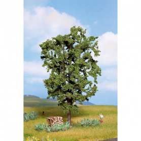 Chestnut tree  - Noch 21800