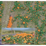 Pumpkin Field - Busch 1201