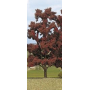 Red Beech - Busch 6968