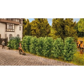 Thuja Hedge- Noch 21547