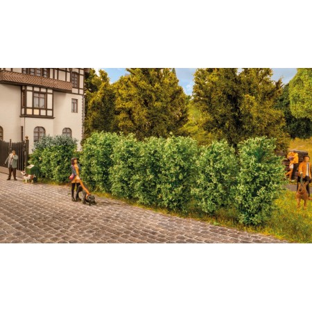 Thuja Hedge- Noch 21547