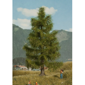 Spruce tree  - Noch 21816