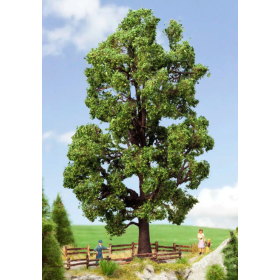 Chestnut tree  - Noch 21802