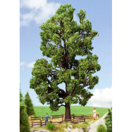 Chestnut tree  - Noch 21802