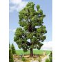 Chestnut tree  - Noch 21802