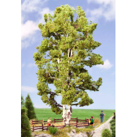 Double trunk birch  - Noch 21641