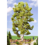 Double trunk birch  - Noch 21641 Double trunk birch  - Noch 21641