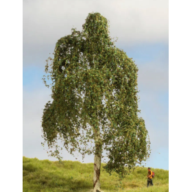 Silver Birch tree  - Noch 20120