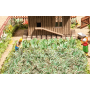 Laser-Cut minis "Vegetable garden set"  - Noch 14107