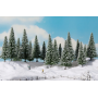 Snowy fir trees  - Noch 24682
