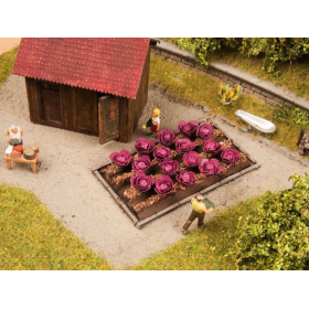 Red cabbage - Noch 13218