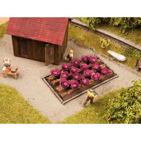 Red cabbage - Noch 13218