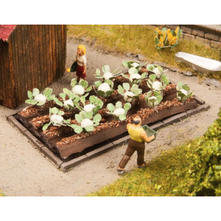 Odlingsbädd med blomkål - Noch 13216