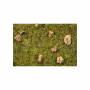 Scatter grass, Alpine meadow, 2,5 mm  - Noch 08360